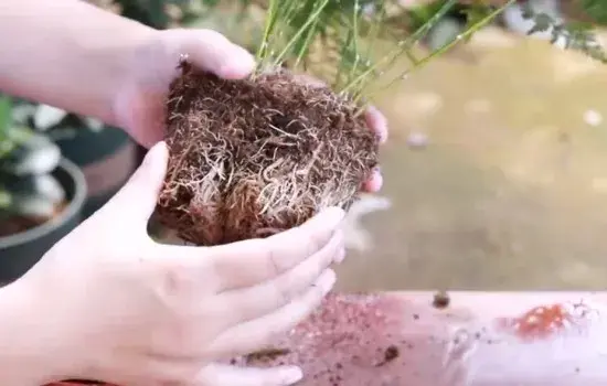 盆栽修剪 | 文竹换土需要修根吗