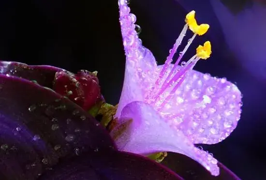 紫鸭跖草什么时候开花，紫鸭跖草花期花色/6月开花花语美