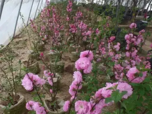 花卉果蔬盆景 | 榆叶梅小苗栽培技术