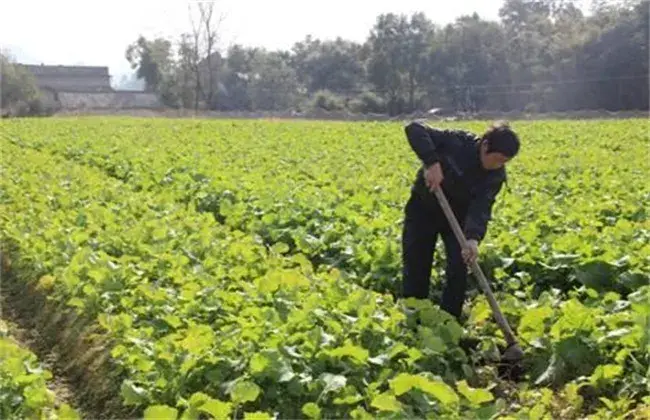 油花菜常见病害及防治和治疗 