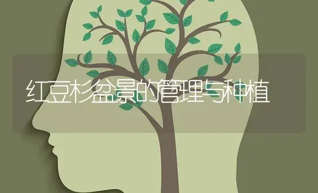 红豆杉盆景的管理与种植 | 特种种植