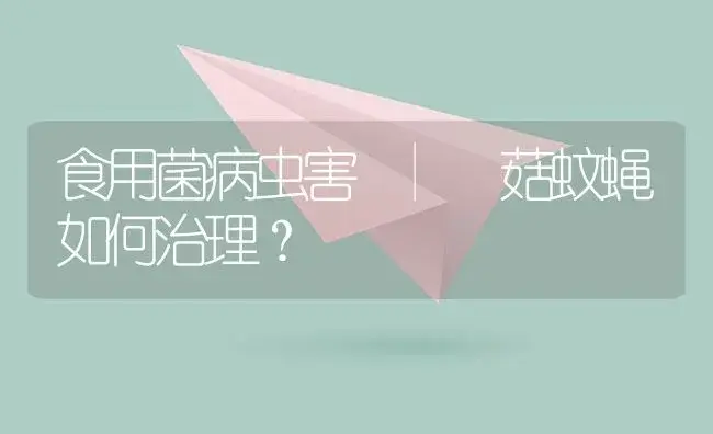 菇蚊蝇如何治理？ | 菌菇种植