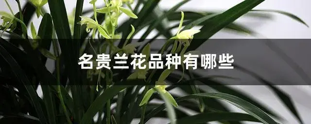 最贵的兰花排名？