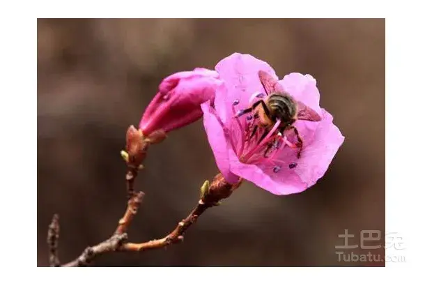 杜鹃花花语介绍 杜鹃花的传说有哪些？