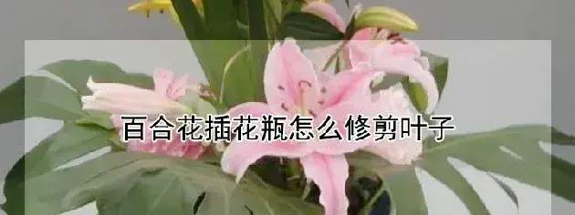 百合花插花瓶怎么修剪叶子