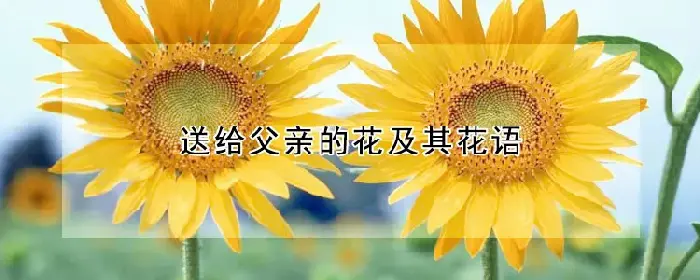 送给父亲的花及其花语