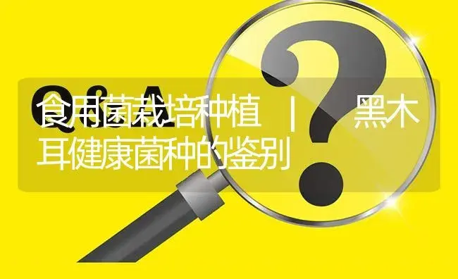 黑木耳健康菌种的鉴别 | 菌菇种植