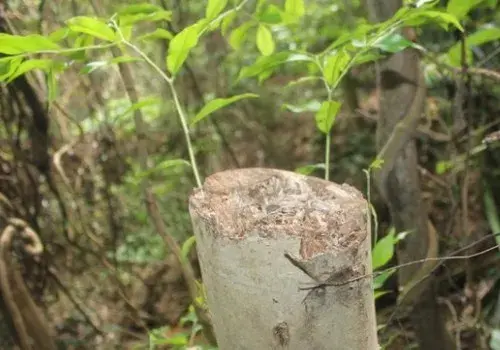 花卉果蔬盆景 | 沉香结香技术