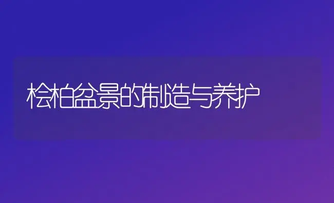 桧柏盆景的制造与养护 | 家庭养花