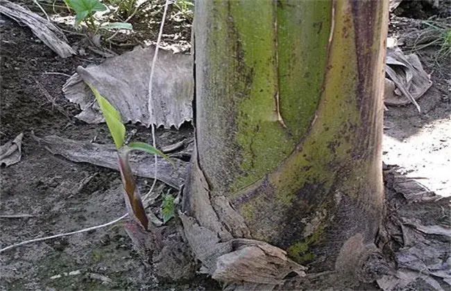 香蕉怎样繁育