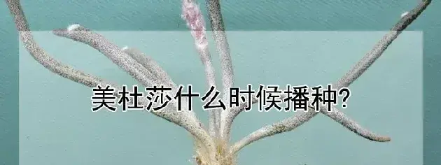 美杜莎什么时候播种?