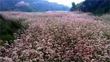 高寒山区荞麦种植高产技术