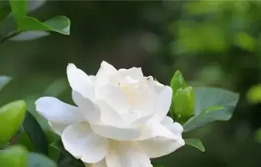 如何养好栀子花?栀子花的养殖技巧介绍