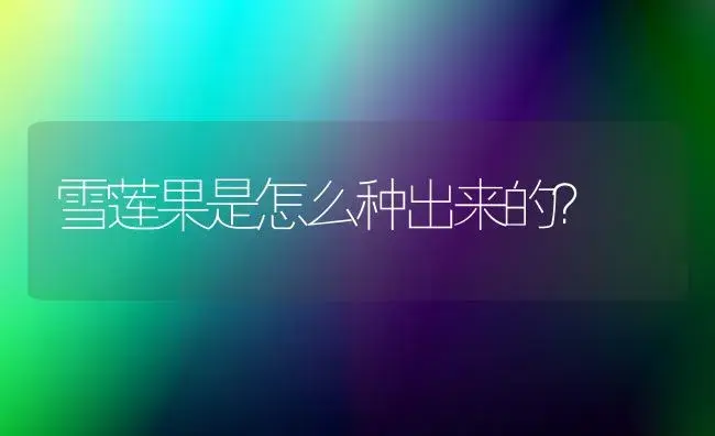 雪莲果是怎么种出来的？ | 多肉养殖