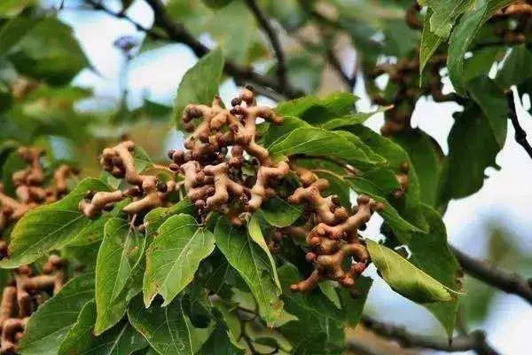 种植拐枣前景怎样，种植收益如何