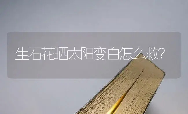 生石花晒太阳变白怎么救？ | 多肉养殖