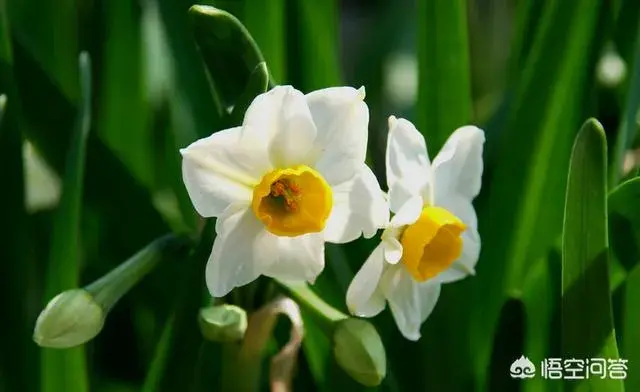 水仙花什么时候开放？