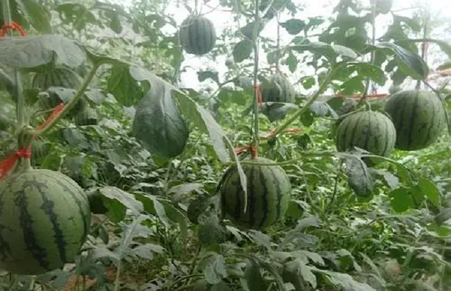 西瓜提前上市的种植管理技术