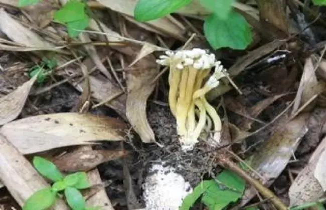 金蝉花的栽培办法