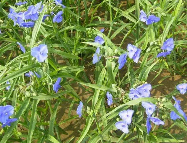 紫露草花期花语 紫露草的养殖方法