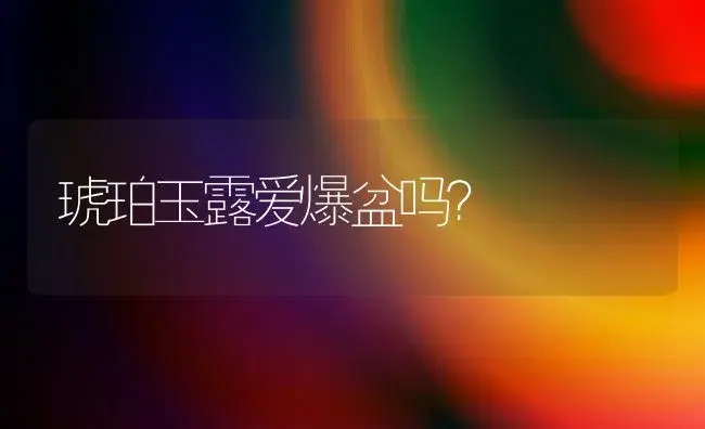 琥珀玉露爱爆盆吗？ | 多肉养殖