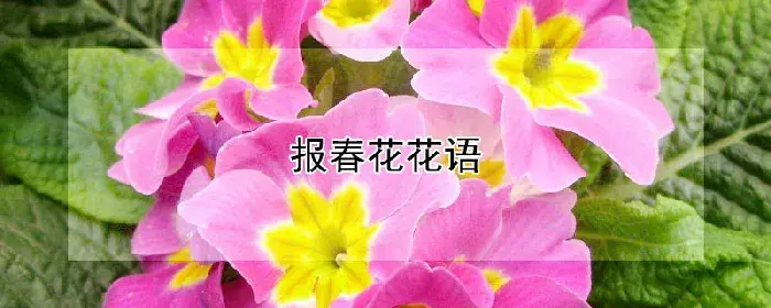 报春花花语