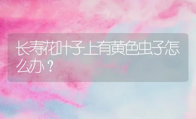 长寿花叶子上有黄色虫子怎么办？ | 多肉养殖