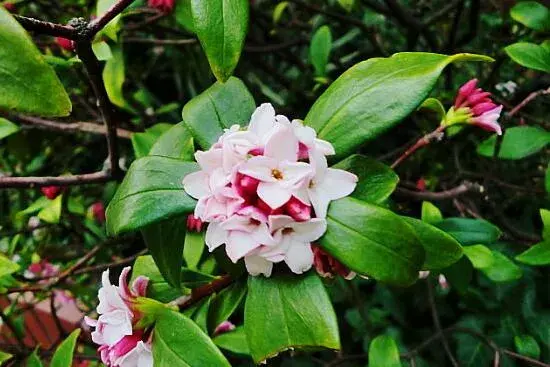 瑞香花花语是什么，瑞香花的花语与传说/李时珍寻药现瑞香