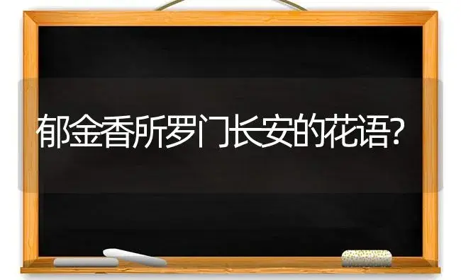 郁金香所罗门长安的花语？ | 绿植常识