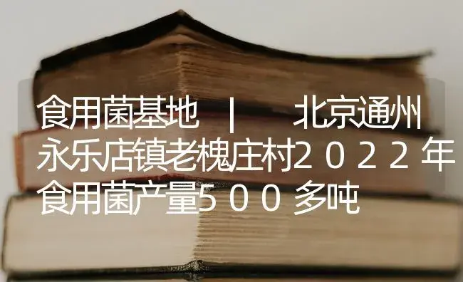 北京通州永乐店镇老槐庄村2022年食用菌产量500多吨 | 菌菇种植