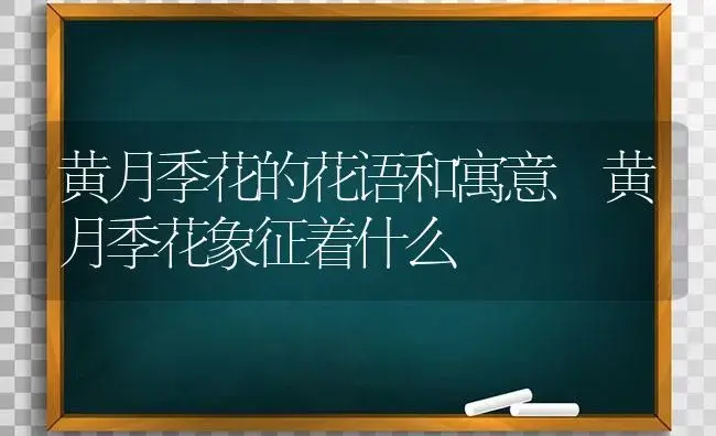 黄月季花的花语和寓意 黄月季花象征着什么 | 绿植寓意