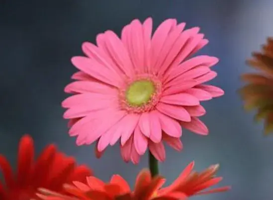 非洲菊的花语和文化传说，永远快乐/互敬互爱/不畏艰难