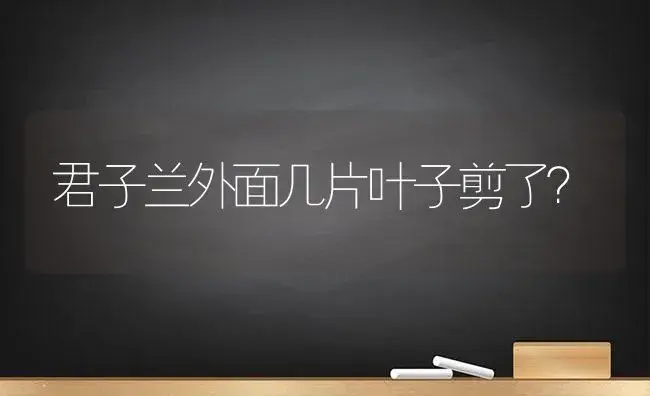 君子兰外面几片叶子剪了？ | 绿植常识