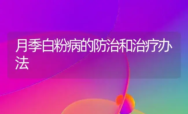 月季白粉病的防治和治疗办法 | 家庭养花