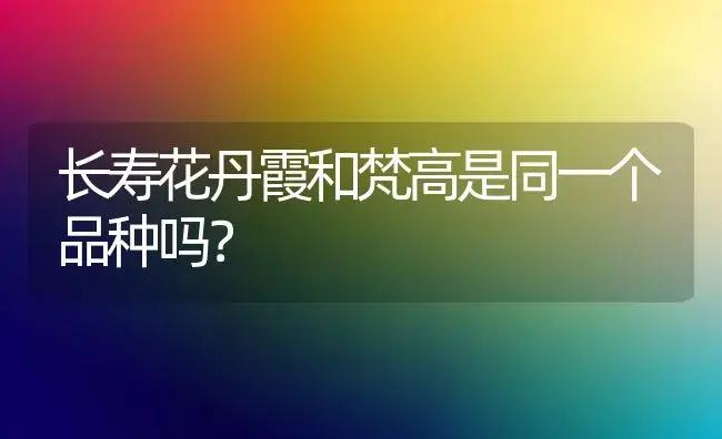 长寿花丹霞和梵高是同一个品种吗？ | 多肉养殖