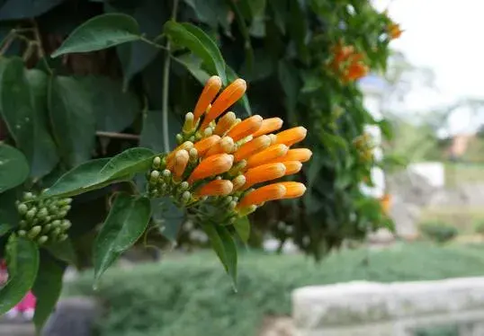 炮仗花什么时候开花，炮仗花的花语有哪些？