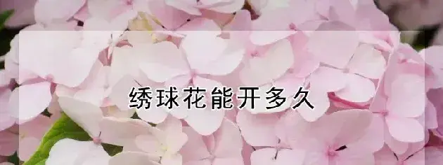 绣球花能开多久