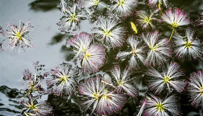 合欢花的花语和寓意 合欢花的花语和寓意有哪些