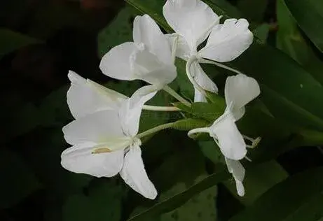 姜花的花语及传说由来有哪些？