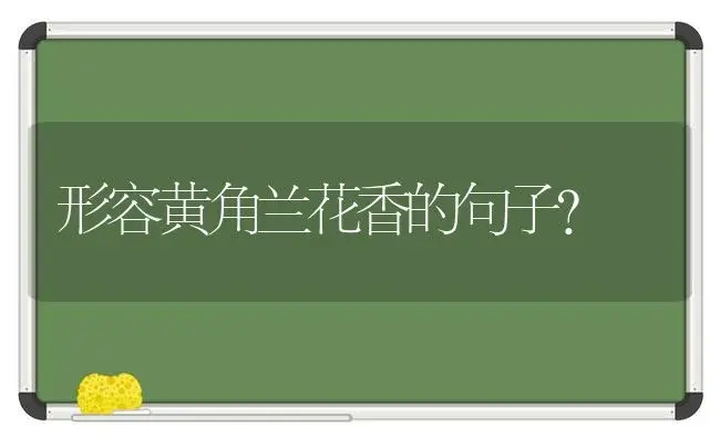 形容黄角兰花香的句子？ | 绿植常识