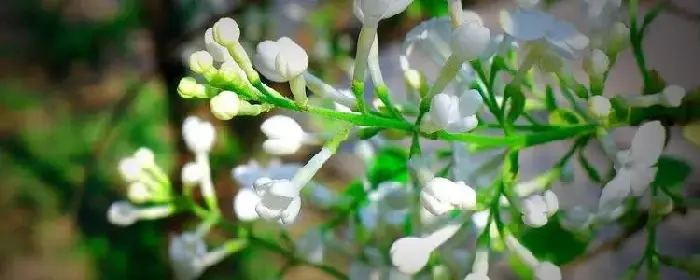 白丁香花的寓意