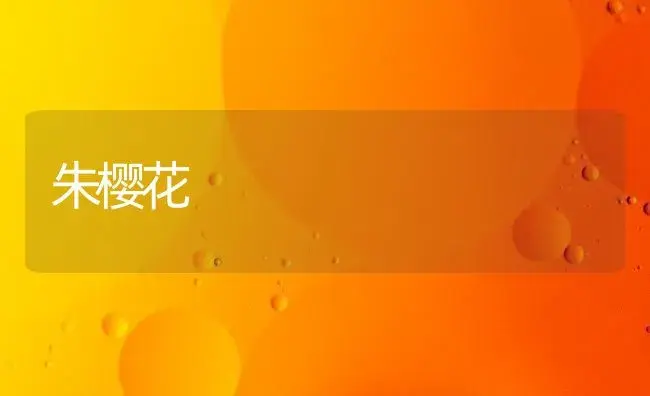 朱樱花 | 家庭养花