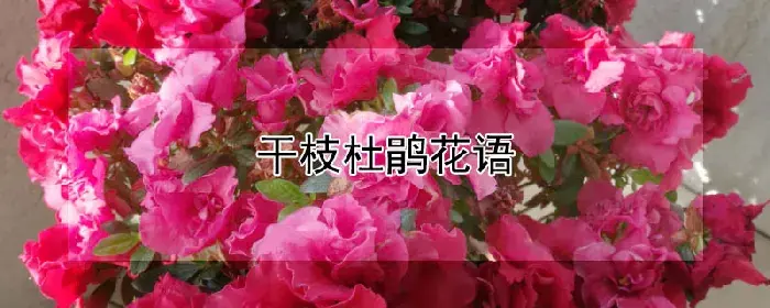 干枝杜鹃花语