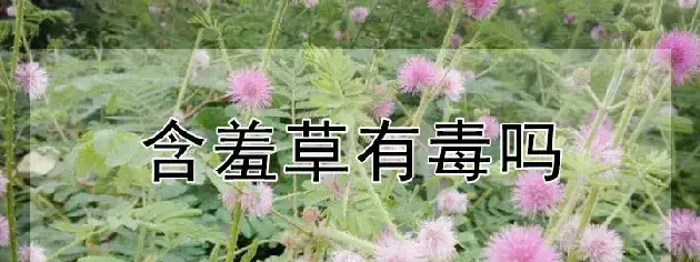 含羞草有毒吗