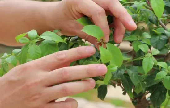 盆景养护管理 | 三角梅的催花技巧