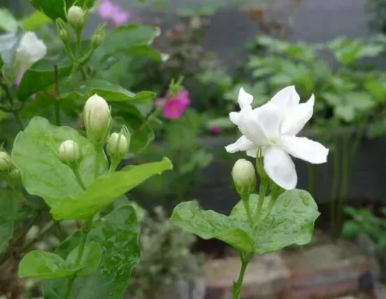 茉莉花的花语，茉莉花花语代表着你是我的