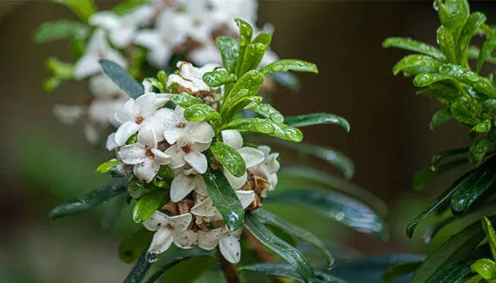 瑞香花的花语和象征