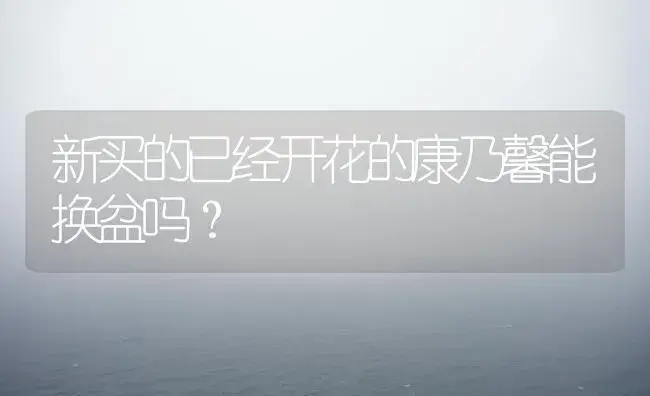 新买的已经开花的康乃馨能换盆吗？ | 绿植常识