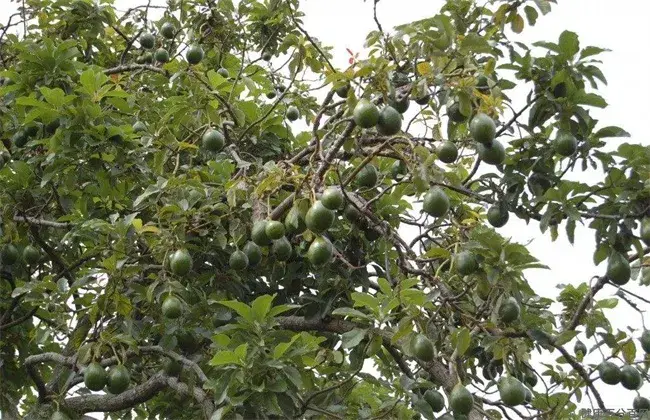 牛油果常见病害及防治和治疗