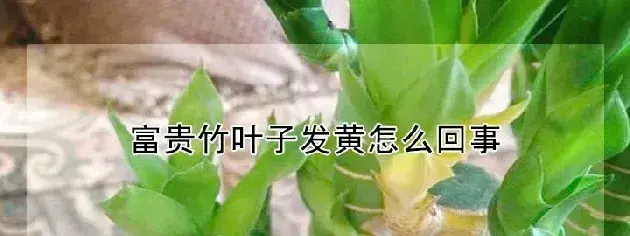 富贵竹叶子发黄怎么回事